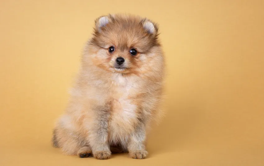 Brown Pomeranian sitting down bodyslightly tilted