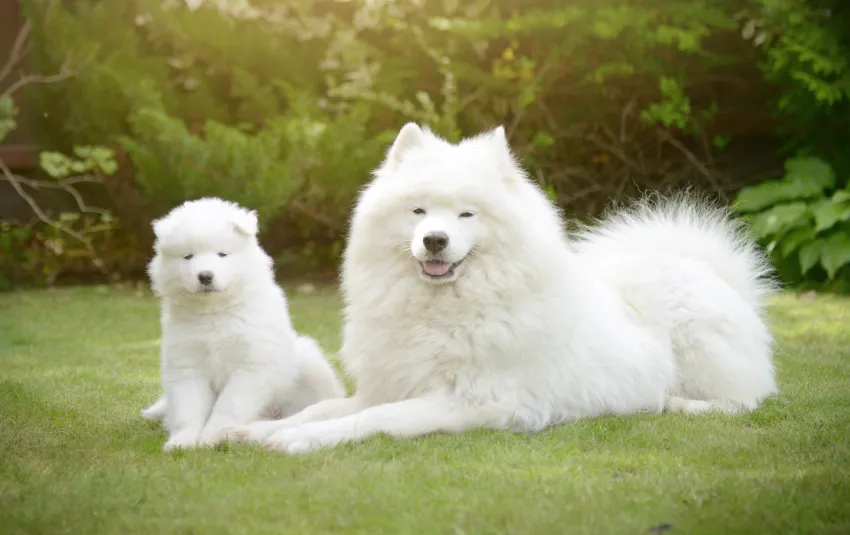 Adult Samoyed lying on the grass with her young Samoyed puppy