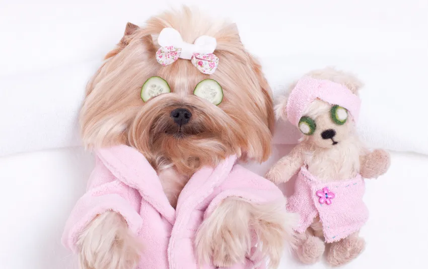 37 Types Of Teddy Bear Dogs Sorted By