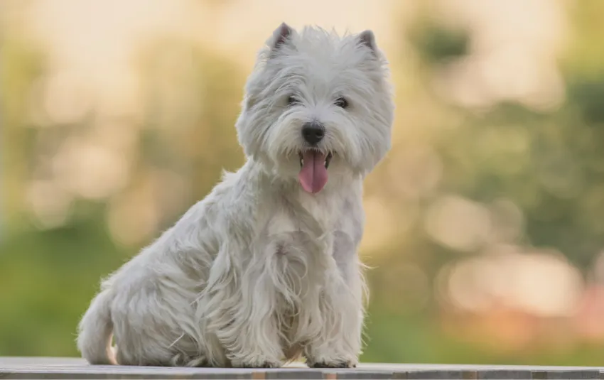 White Westiepoo sitting outside, tongue sticking out