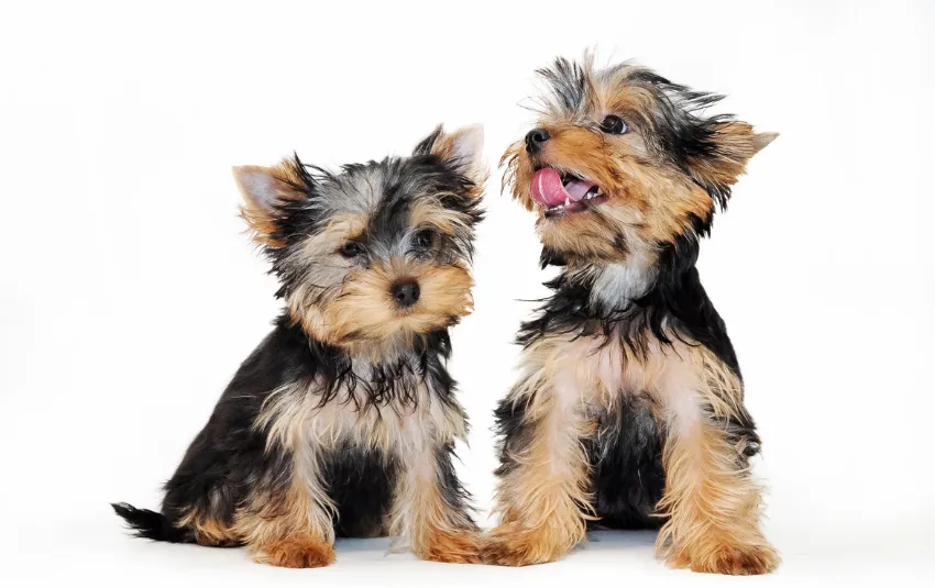 Two Yorkshire Terriers sitting on a white floor