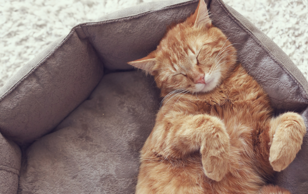 Your Cat May Silently DESPISE You For These 8 Shocking Reasons 