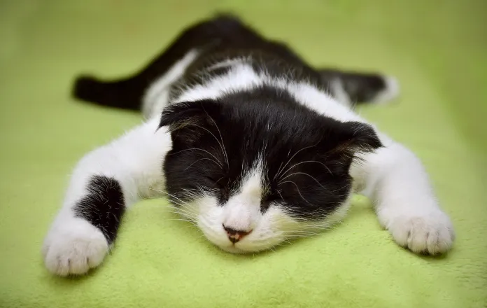 Black and white coloured cat with its arms pointing forward sleeping in the sploot position