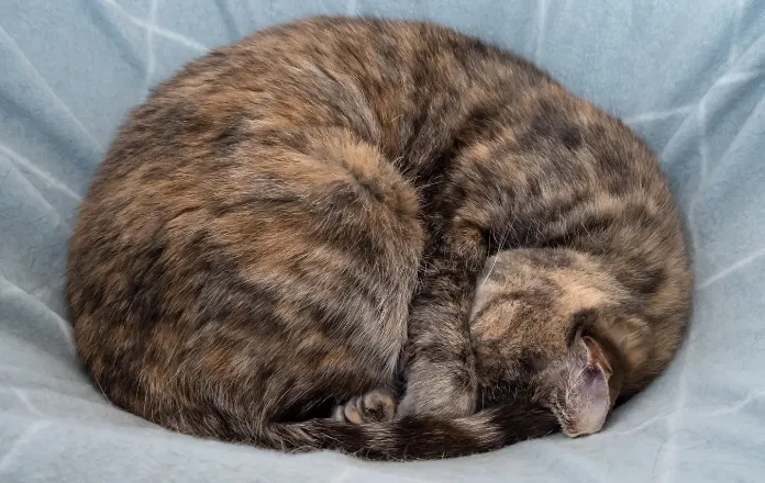 Sleeping cat curled up in a ball