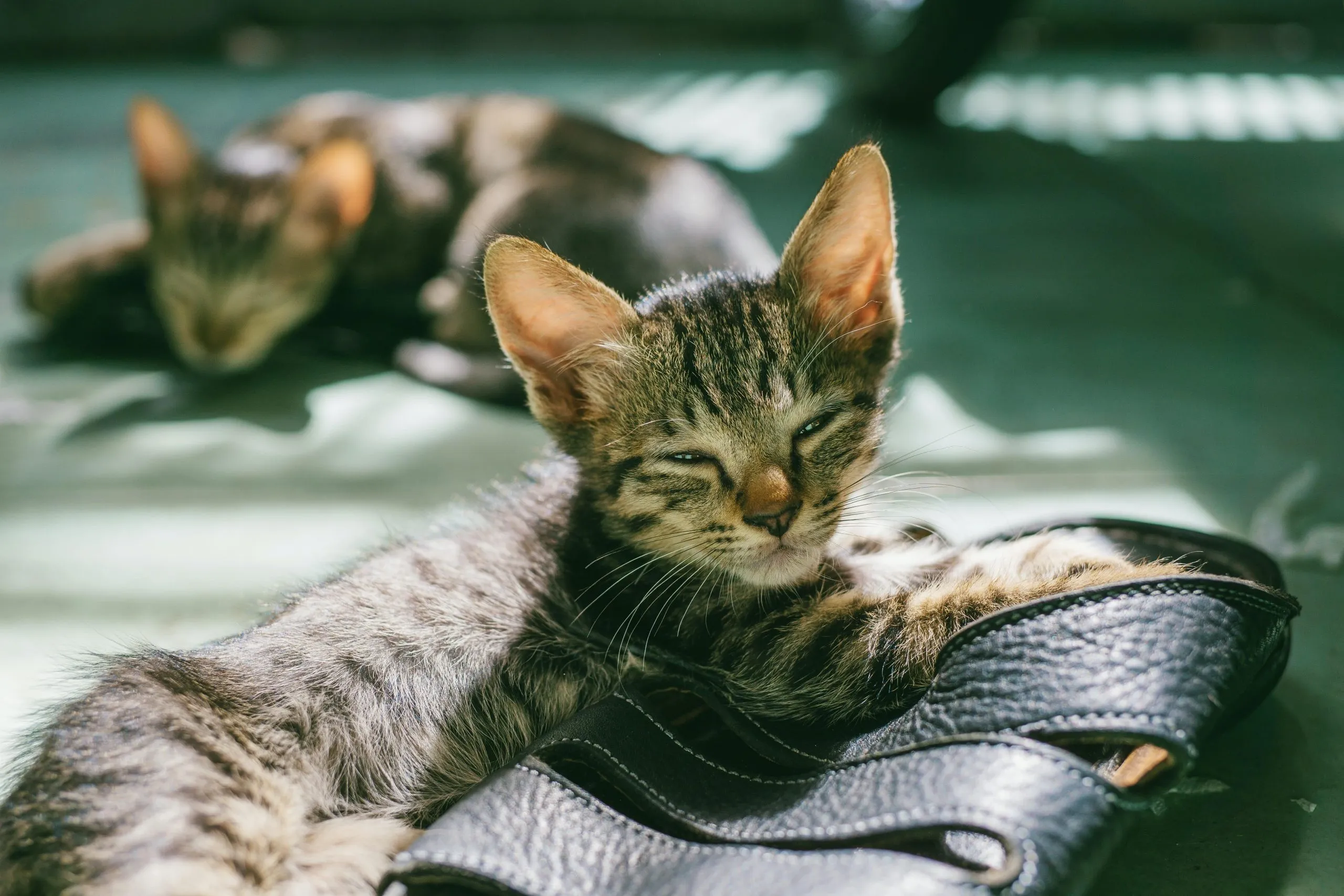 Cat am kitty. Кошки маленькие. Полосатый котёнок лежит. Котенок лежит фото.