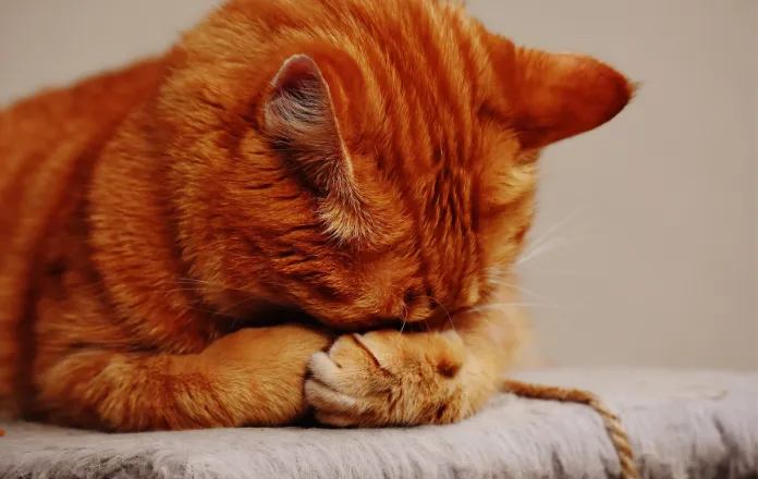 Orange coloured cat sleeping face down on its paws