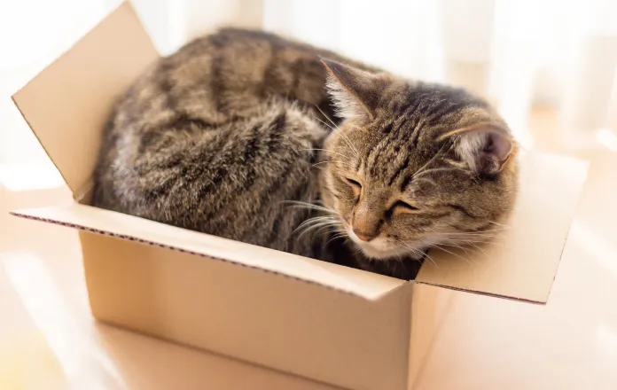 Cat sleeping in a cardboard box