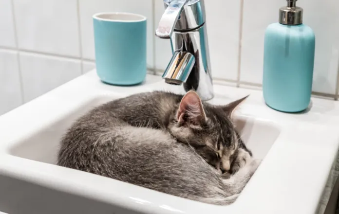 Cat sleeping in the bathroom sink