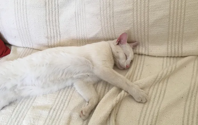 White coloured cat sleeping laying on its side