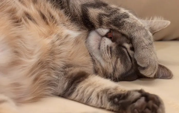 Cat sleeping with one paw sitting over the eyes