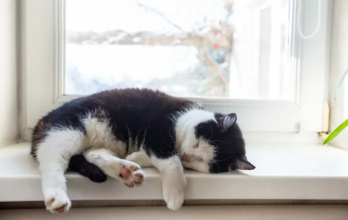 Black and white coloured cat sleeping by the window, feet dangling off