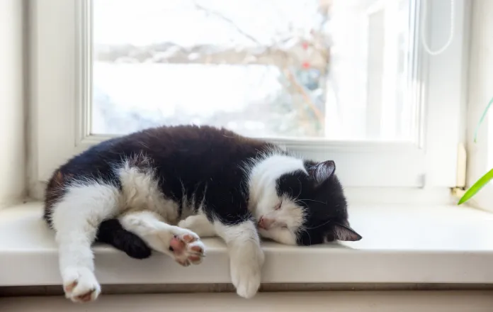 black and white cat sleeping