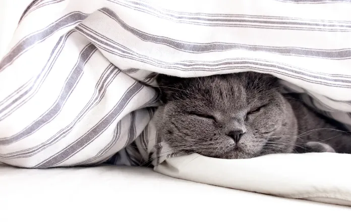 Sleeping cat snuggled under a blanket