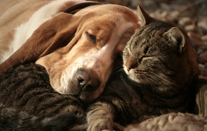 Cat and dog sleeping beside each other