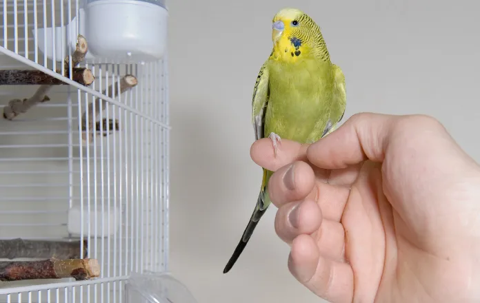 Budgie outside a cage perched on a person's hand