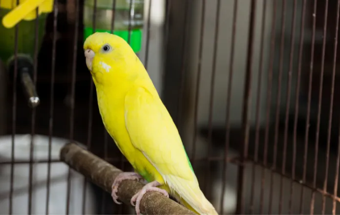 Budgie in a personal cage