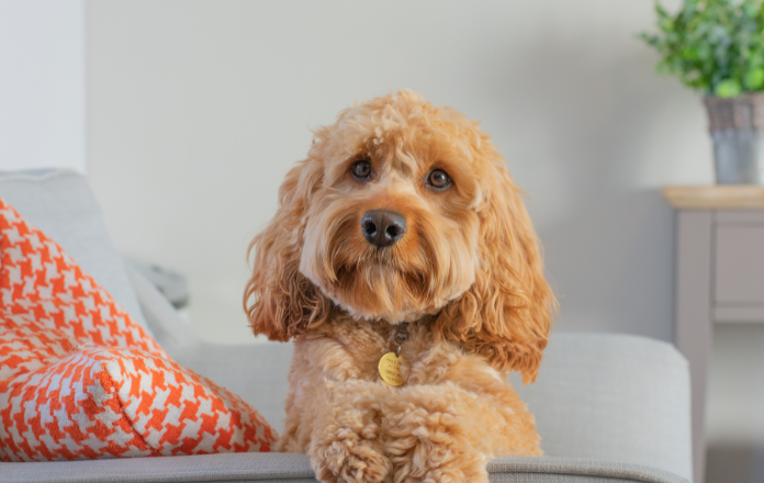 Cavapoo sitting on a couch