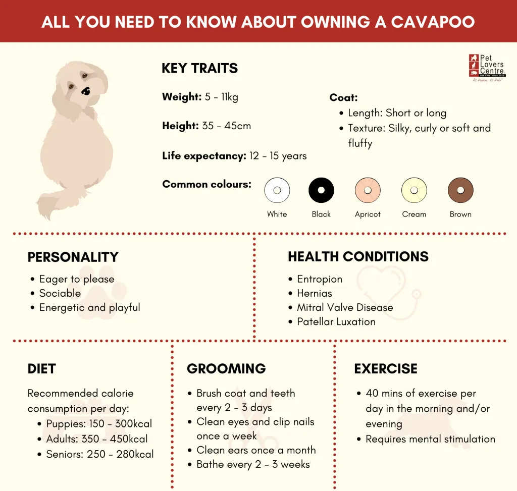 Infographic showing the key information about Cavapoos