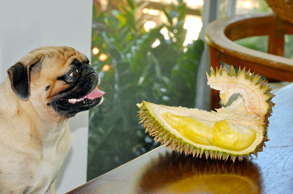 Can Dogs Eat Durian Reddit