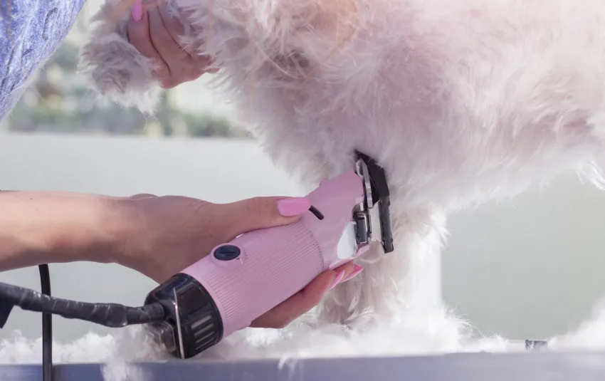 Dog getting a close shave