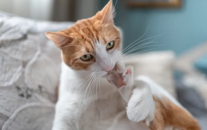 Orange cat biting nails - why is my cat biting his nails