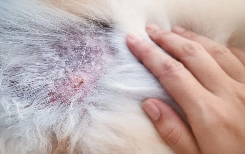 Physical signs of clipper burns on dogs