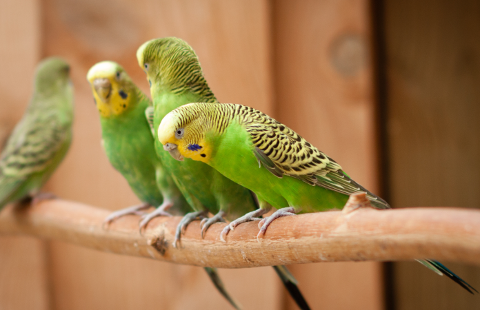 A group of Parakeets perched on a branch
