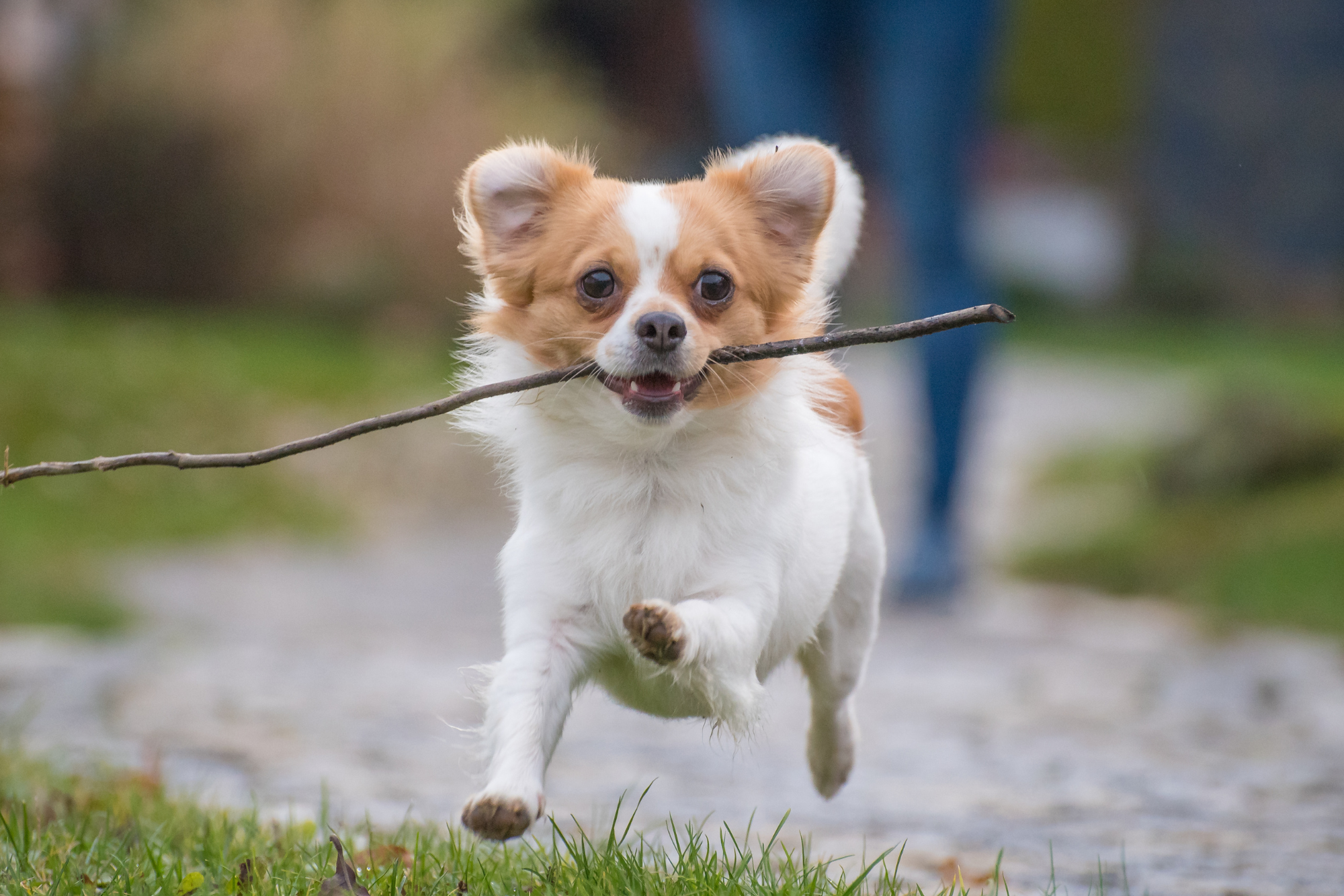 Chihuahua running while holding a stick in its mouth