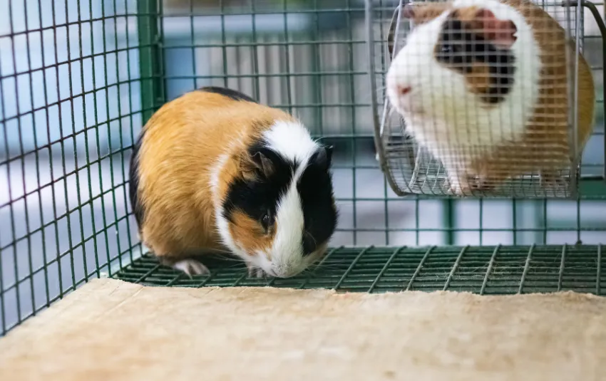 guinea pigs in cages