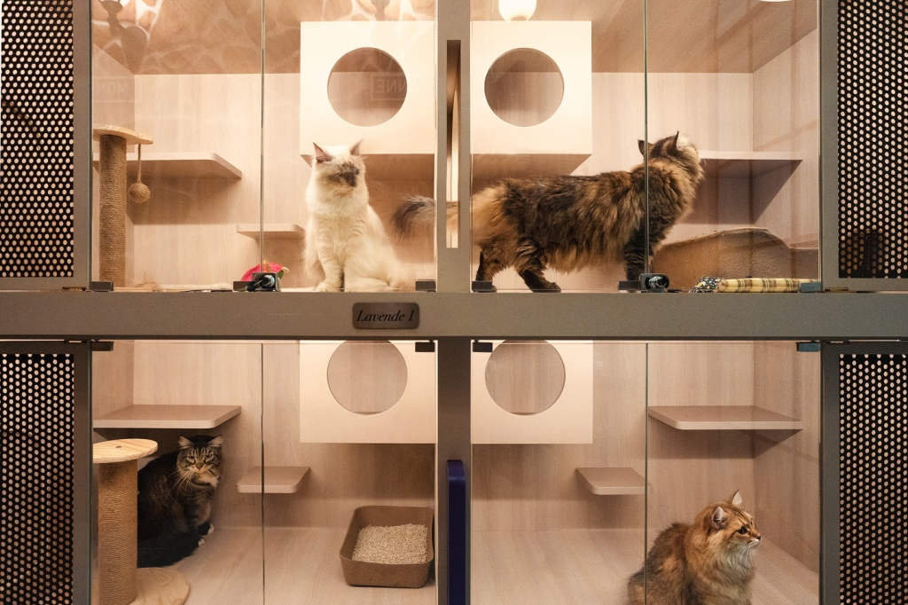 10 Best Cat Boarding Services in Singapore in 2024 Prices