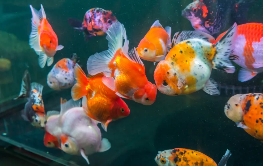 Oranda Goldfish Care and Purchase Guide in Singapore Essential Tips