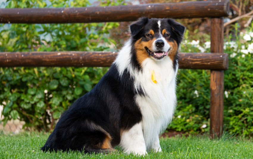 Australian Shepherd: Traits, Diet, and Care Guide [+FAQs]