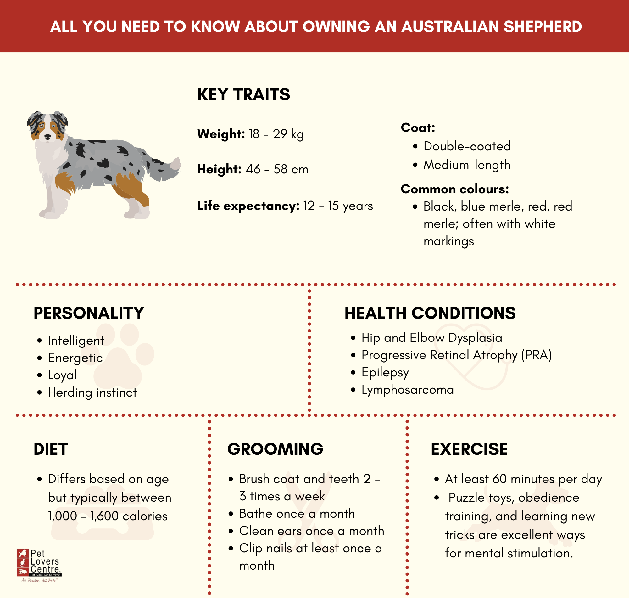 Australian Shepherd Traits Diet and Care Guide FAQs