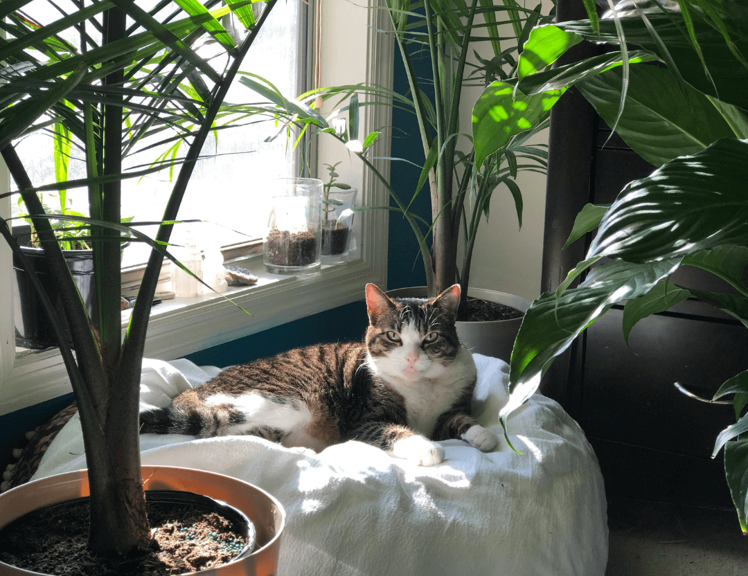 Top 11 Pet-Friendly Indoor Plants for Cats and Dogs [+FAQs]